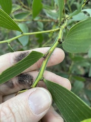 Acacia complanata
