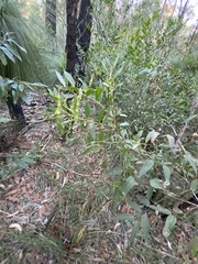 Acacia complanata
