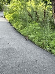 Sylvilagus floridanus