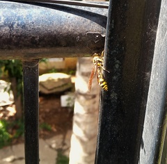 Phimenes flavopictus flavopictus