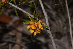 Pultenaea robusta