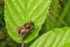 Eristalis tenax
