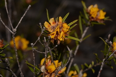 Pultenaea robusta