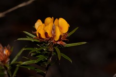 Pultenaea robusta