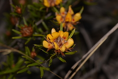 Pultenaea robusta