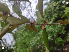 Lorantheae