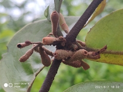 Lorantheae