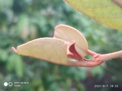 Lorantheae