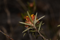 Pultenaea robusta
