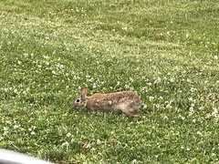 Sylvilagus floridanus
