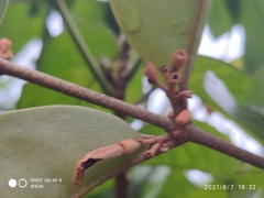 Lorantheae