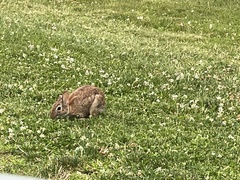 Sylvilagus floridanus