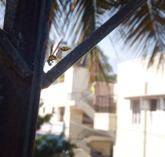 Phimenes flavopictus flavopictus