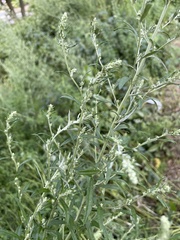 Artemisia vulgaris
