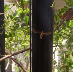 Phimenes flavopictus flavopictus