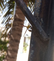 Phimenes flavopictus flavopictus