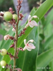 Alpinia conchigera