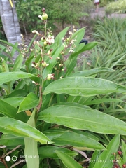 Alpinia conchigera