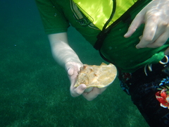 Macrostrombus costatus