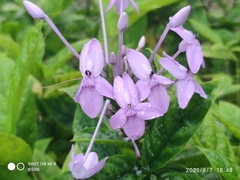 Pseuderanthemum graciliflorum