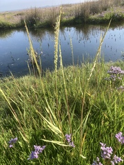 Sporobolus anglicus