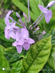 Pseuderanthemum graciliflorum