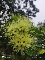 Xanthostemon verticillatus