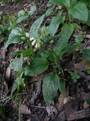 Symphytum bulbosum