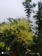 Xanthostemon verticillatus