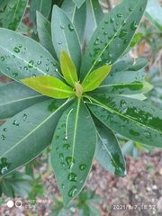 Xanthostemon verticillatus