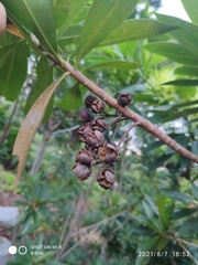 Xanthostemon verticillatus