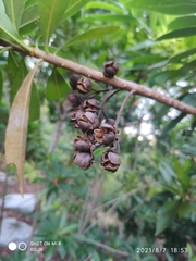 Xanthostemon verticillatus