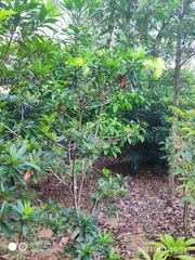 Xanthostemon verticillatus