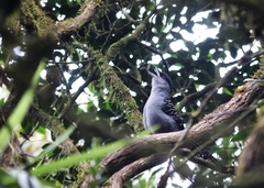 Batara cinerea