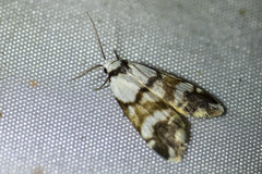 Thallarcha albicollis