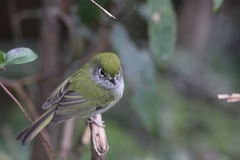 Pogonotriccus difficilis