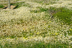 Foveolina tenella