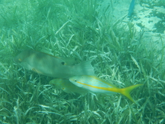 Lachnolaimus maximus