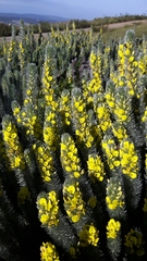 Aspalathus argyrophanes