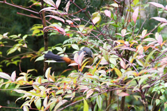 Microspingus lateralis