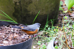 Microspingus lateralis