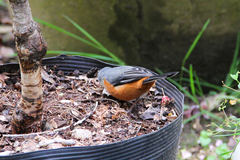 Microspingus lateralis