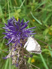 Entephria caesiata