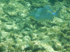 Balistes vetula