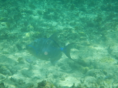 Balistes vetula