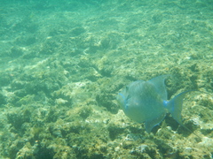 Balistes vetula