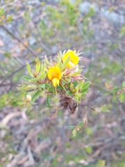Pultenaea rostrata