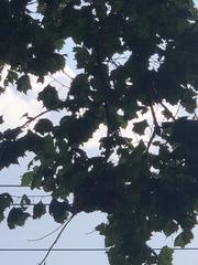 Platanus occidentalis