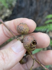 Eucalyptus baileyana