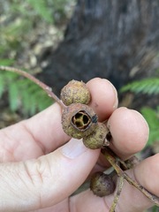 Eucalyptus baileyana